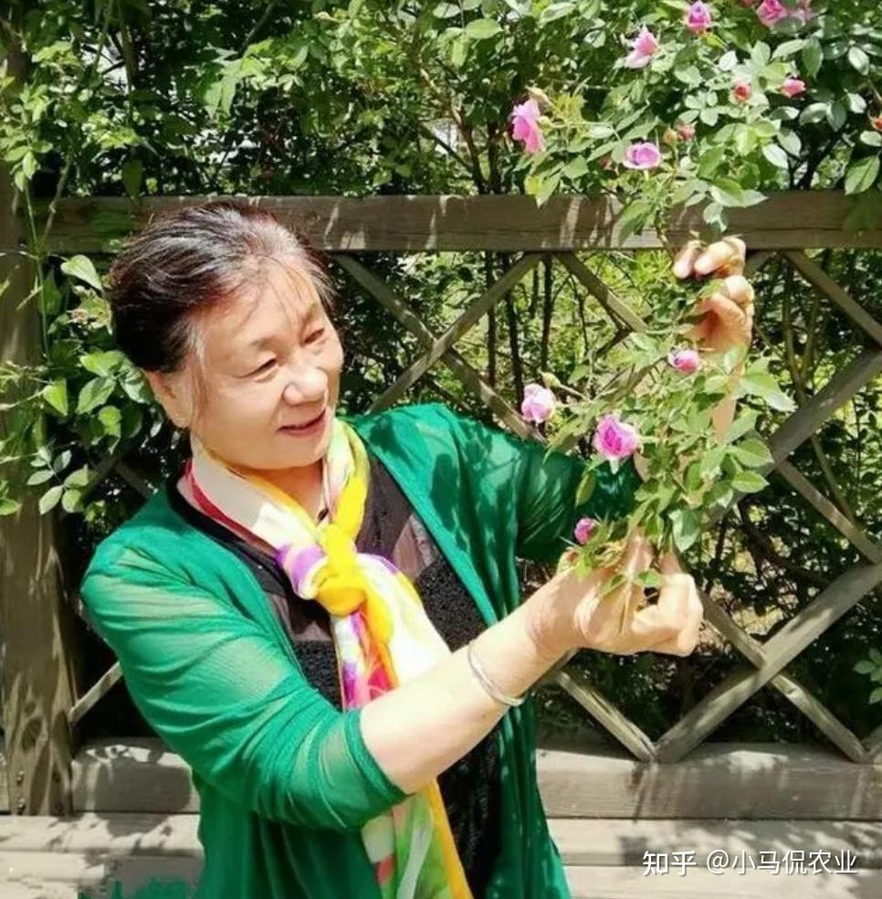 Sân 60m² giữa phố trồng hàng trăm loại rau: Cuộc sống hưu trí khiến nhiều người ước ao vì mỗi ngày ăn một loại rau khác nhau - Ảnh 2.