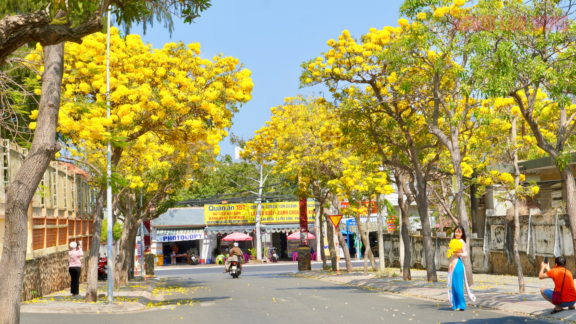 Vũng Tàu "nhuộm vàng" mùa hoa phong linh, du khách rộn ràng check-in - Ảnh 1.