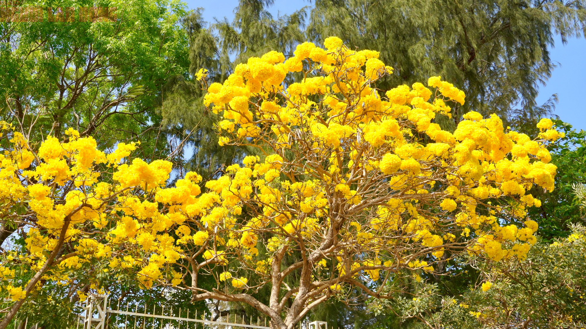 Vũng Tàu "nhuộm vàng" mùa hoa phong linh, du khách rộn ràng check-in - Ảnh 2.