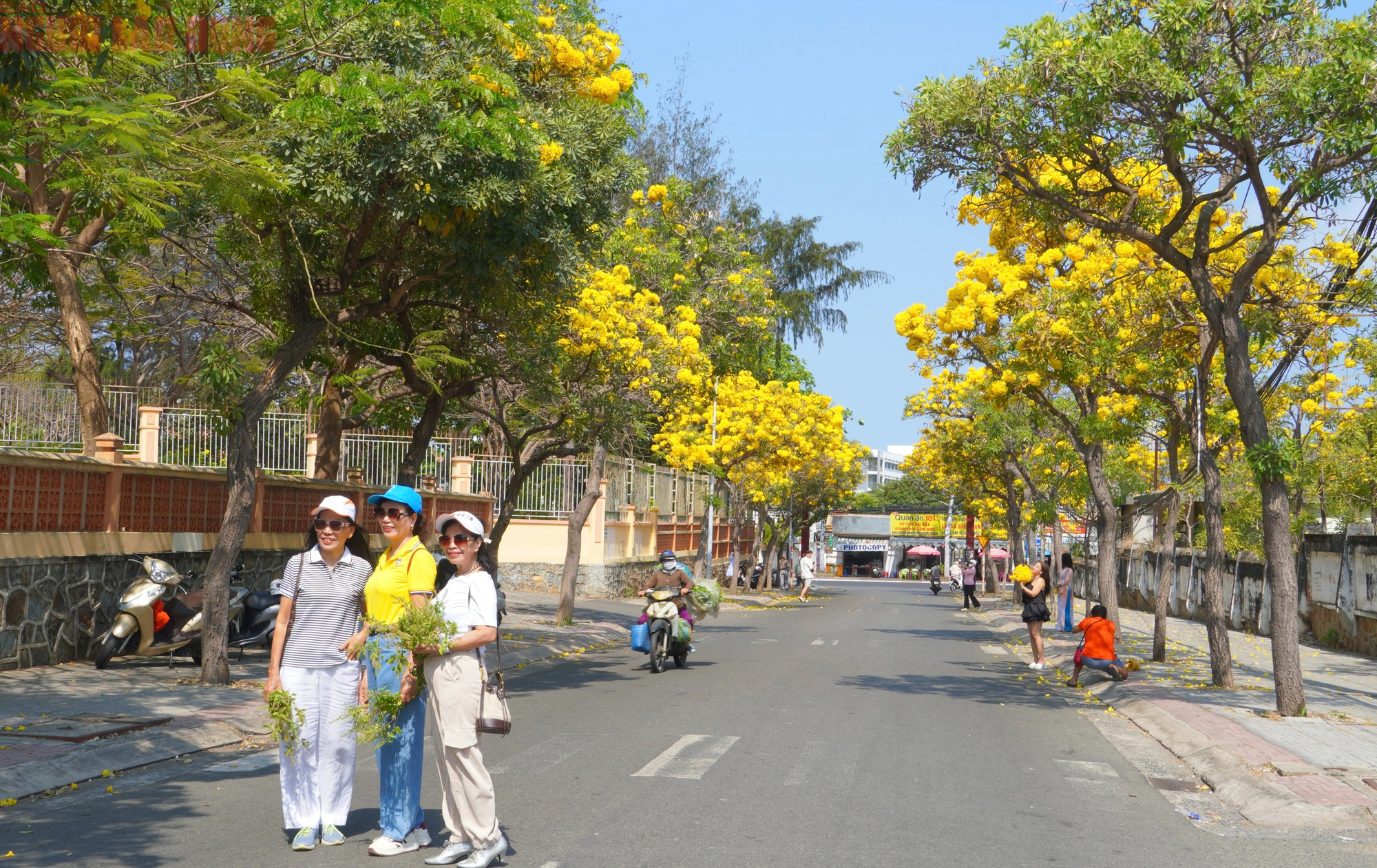 Vũng Tàu "nhuộm vàng" mùa hoa phong linh, du khách rộn ràng check-in - Ảnh 3.
