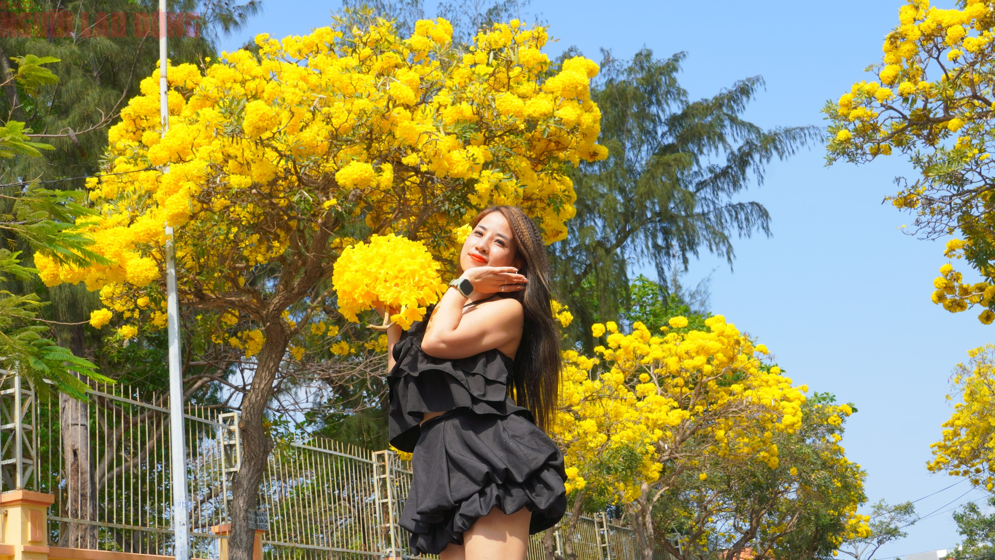 Vũng Tàu "nhuộm vàng" mùa hoa phong linh, du khách rộn ràng check-in - Ảnh 5.