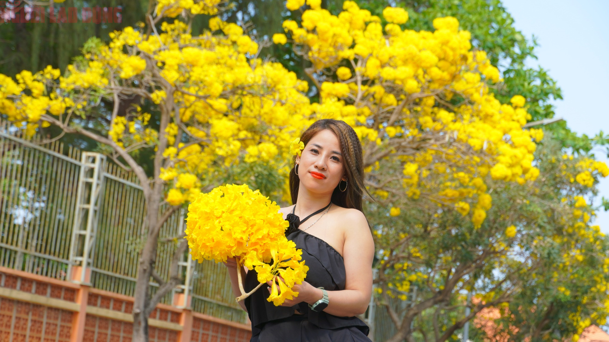 Vũng Tàu "nhuộm vàng" mùa hoa phong linh, du khách rộn ràng check-in - Ảnh 6.