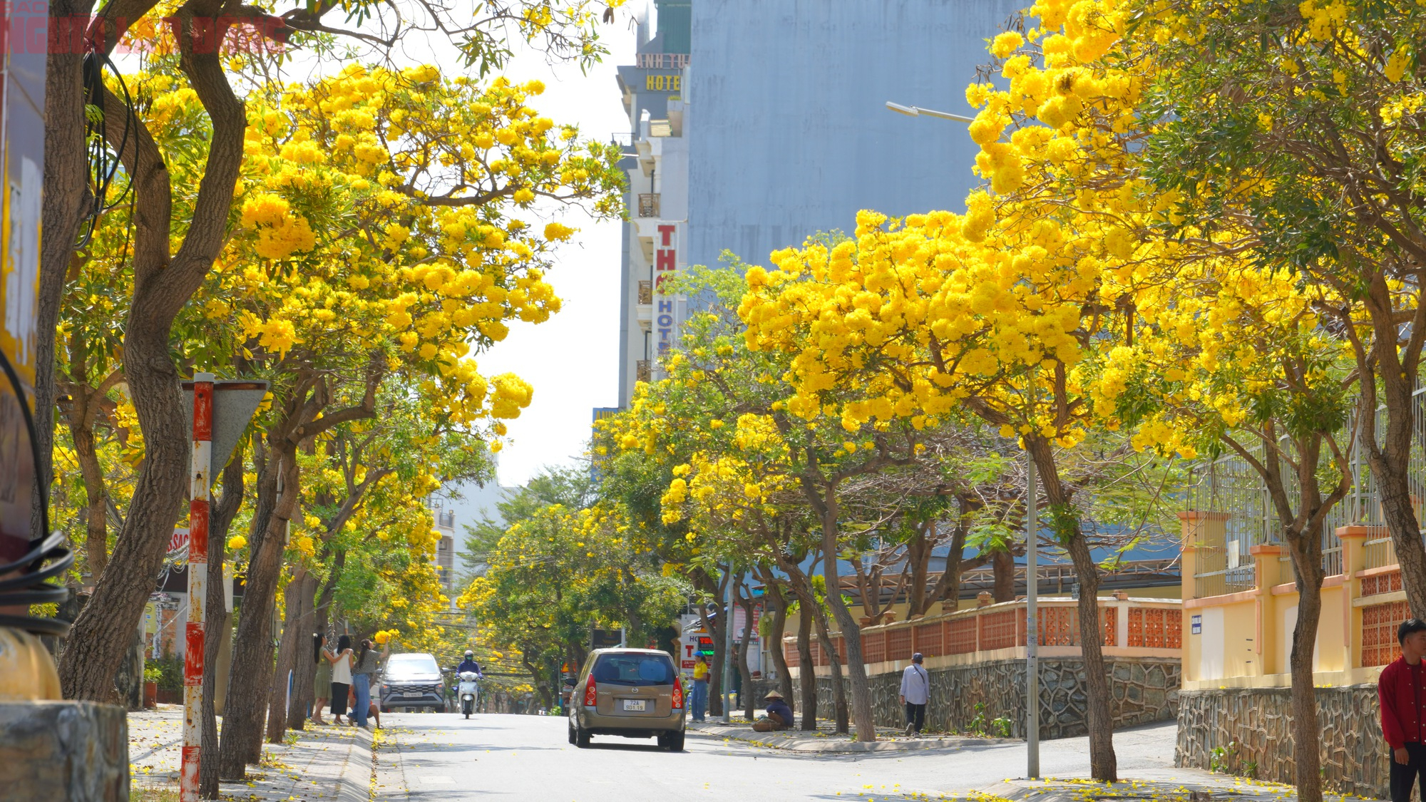 Vũng Tàu "nhuộm vàng" mùa hoa phong linh, du khách rộn ràng check-in - Ảnh 9.