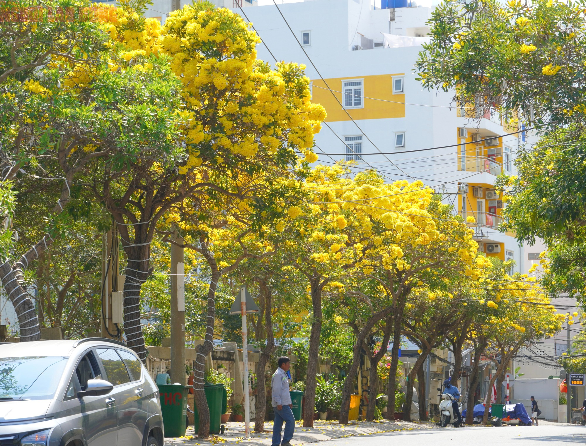 Vũng Tàu "nhuộm vàng" mùa hoa phong linh, du khách rộn ràng check-in - Ảnh 10.