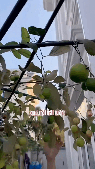 Thú vui trong biệt thự 20 tỷ của "nữ hoàng dân ca" Vbiz- Ảnh 4.