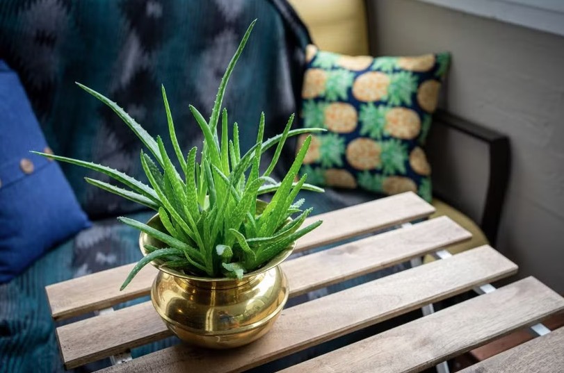 3 loại cây đặc biệt hợp với tuổi 30+: Biết trồng thì khỏe lên thấy rõ - Ảnh 3.