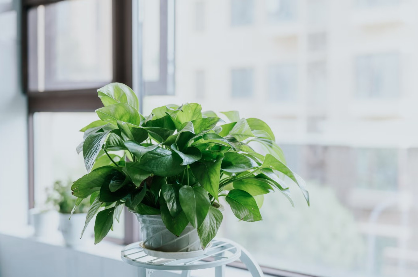 3 loại cây đặc biệt hợp với tuổi 30+: Biết trồng thì khỏe lên thấy rõ - Ảnh 2.