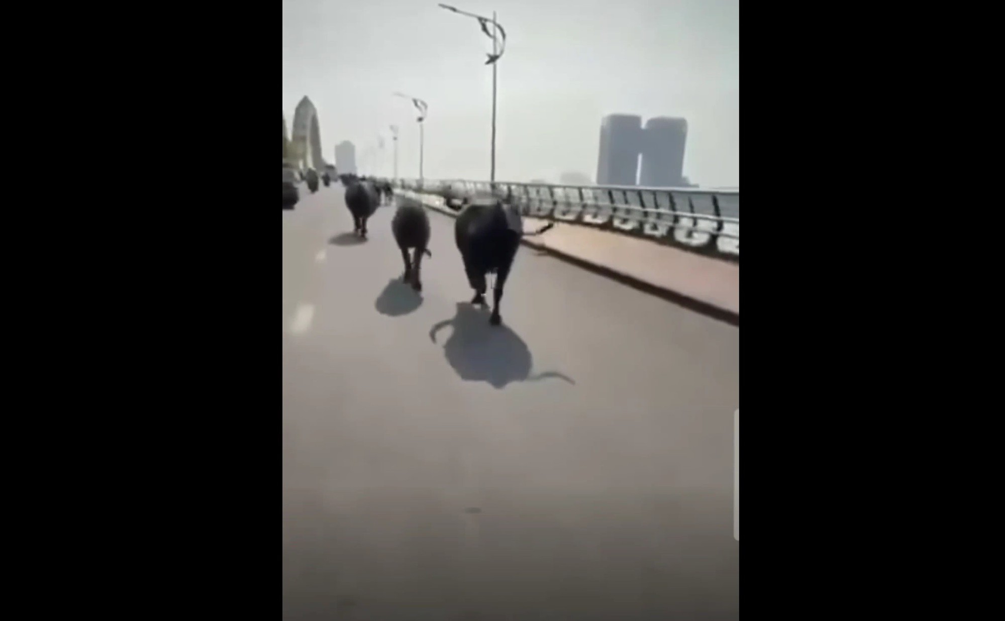 Đàn trâu “náo loạn” trung tâm Đà Nẵng, chạy tung tăng qua cầu Rồng - Ảnh 1.