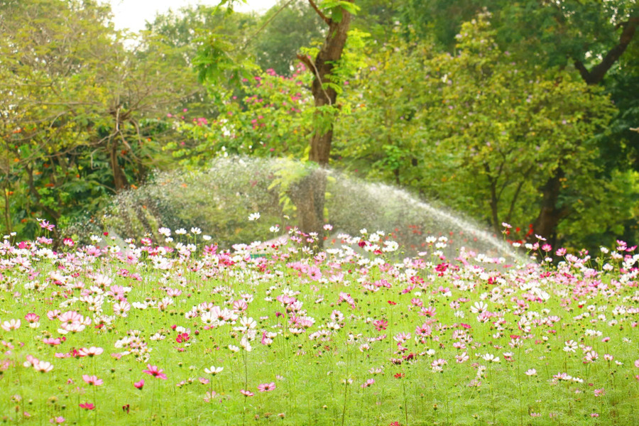 Những 'ốc đảo hoa' níu chân nhiều người- Ảnh 9.