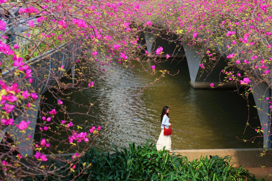 Những 'ốc đảo hoa' níu chân nhiều người- Ảnh 2.