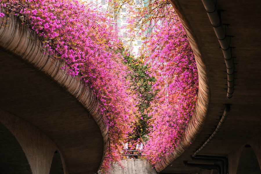 Những 'ốc đảo hoa' níu chân nhiều người- Ảnh 4.