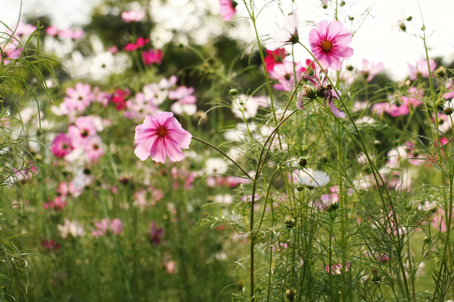 Những 'ốc đảo hoa' níu chân nhiều người- Ảnh 10.
