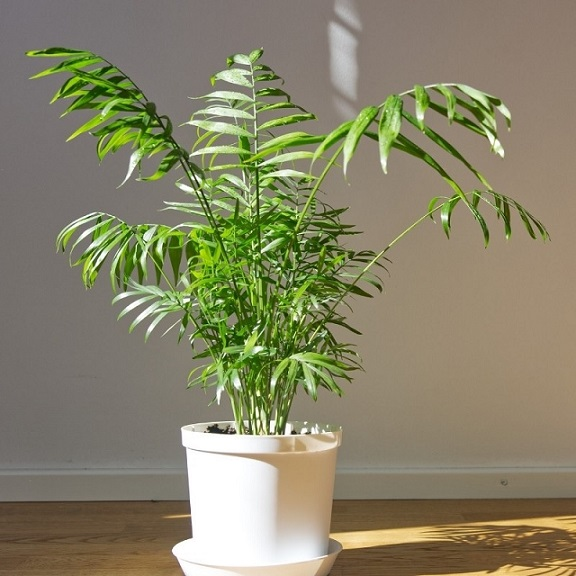 7 loại cây đặt đúng chỗ là "kéo tiền về": Nhiều người trồng sai nên không giàu lên được - Ảnh 4.