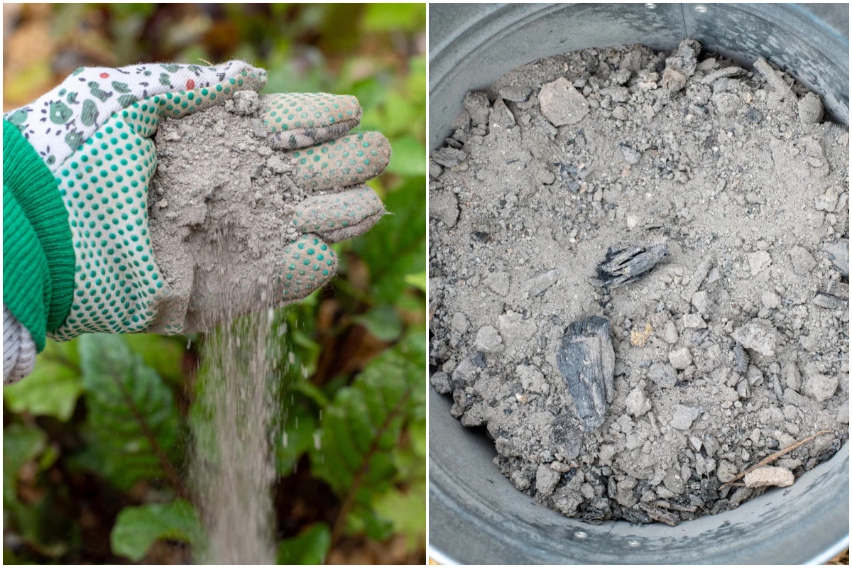 Mùa xuân rắc thứ này ra vườn, cây cối xanh tươi, sâu bệnh biến mất- Ảnh 2.