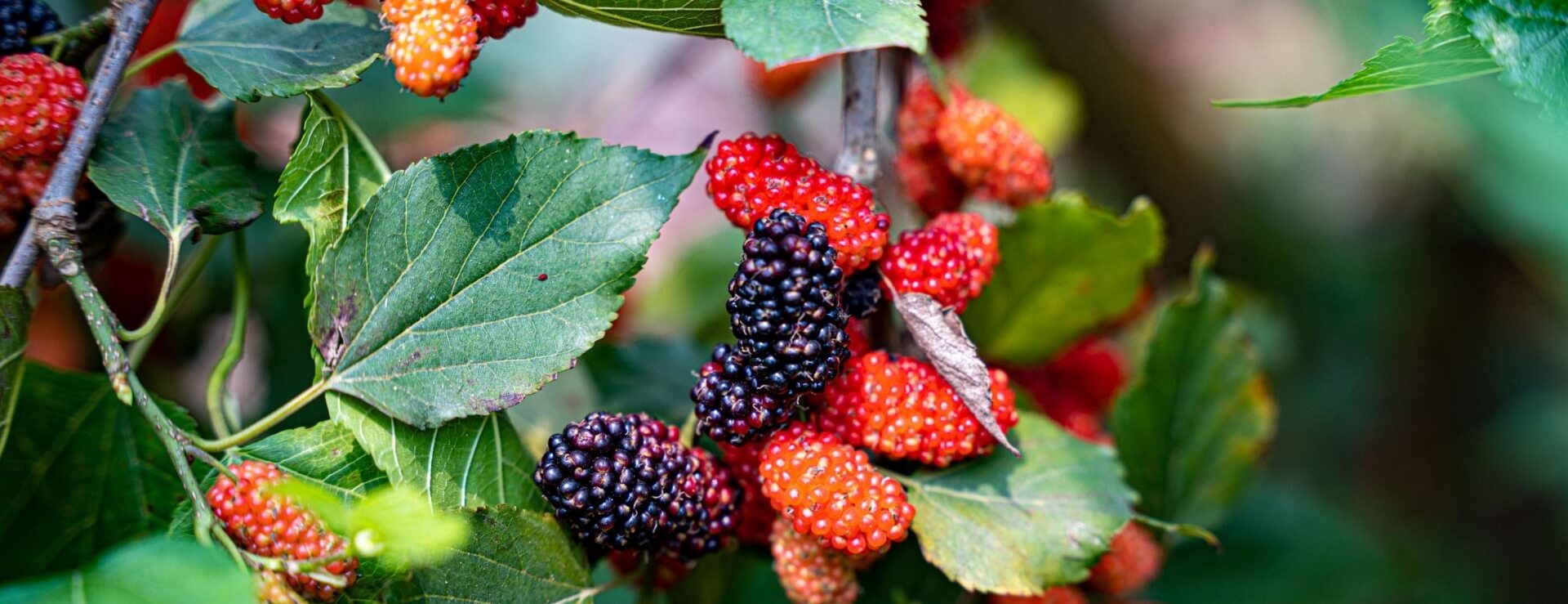 3 loại cây người trên 40 tuổi không nên trồng: Đừng để “rước họa vào nhà” - Ảnh 1.