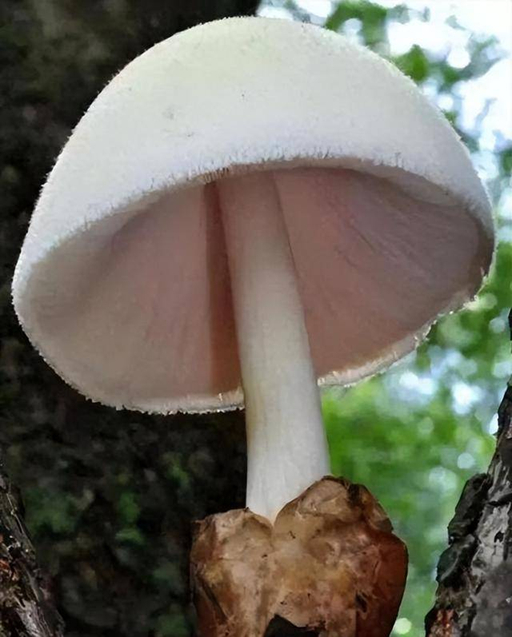 Những "thực phẩm" chứa độc tố chết người không có thuốc giải, đun nóng tới 120 độ C cũng không có tác dụng- Ảnh 4.