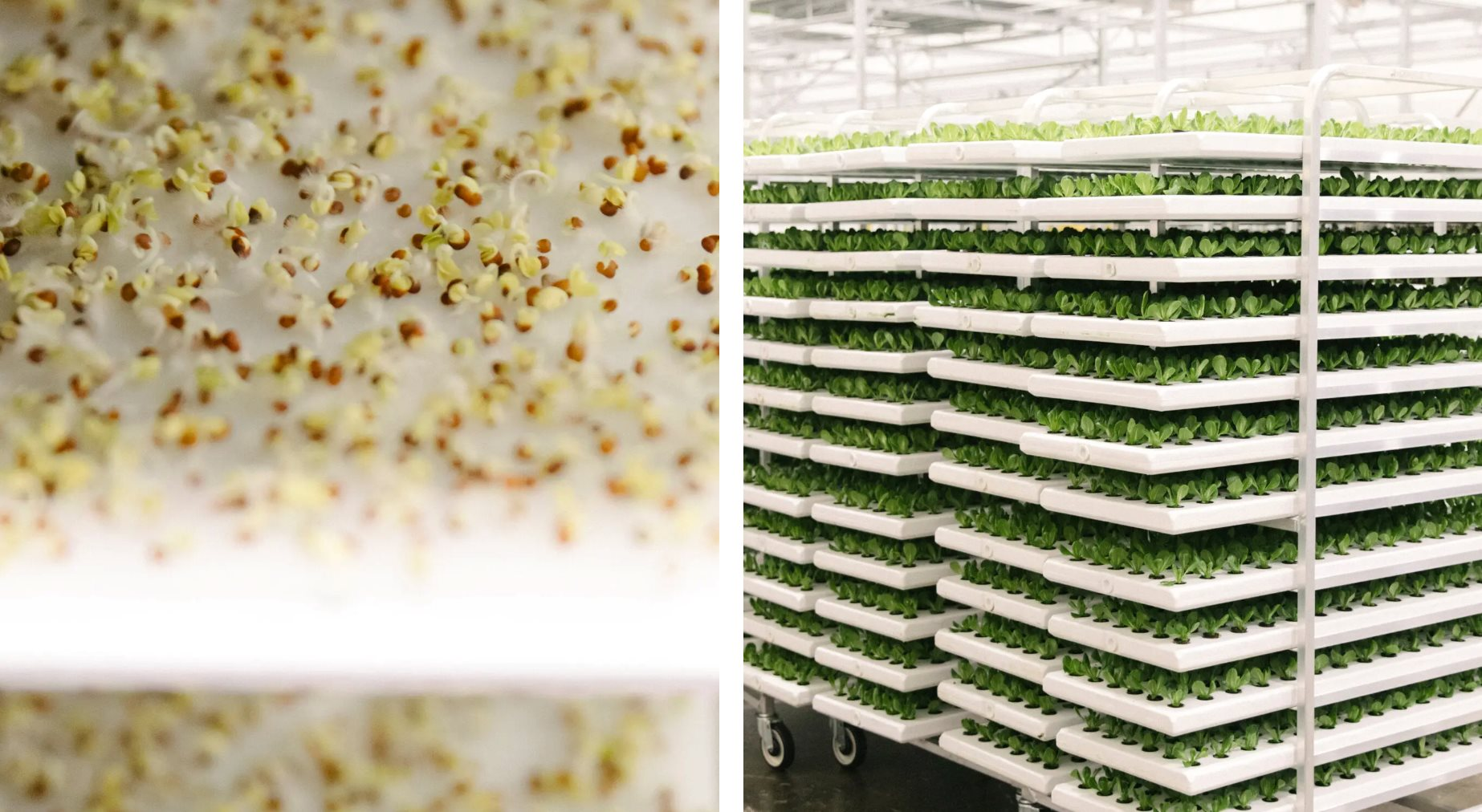 Cú rơi của những 'kỳ lân xanh': Phá sản dù từng huy động hàng trăm triệu USD, số công ty sống sót chỉ còn phân nửa- Ảnh 2.