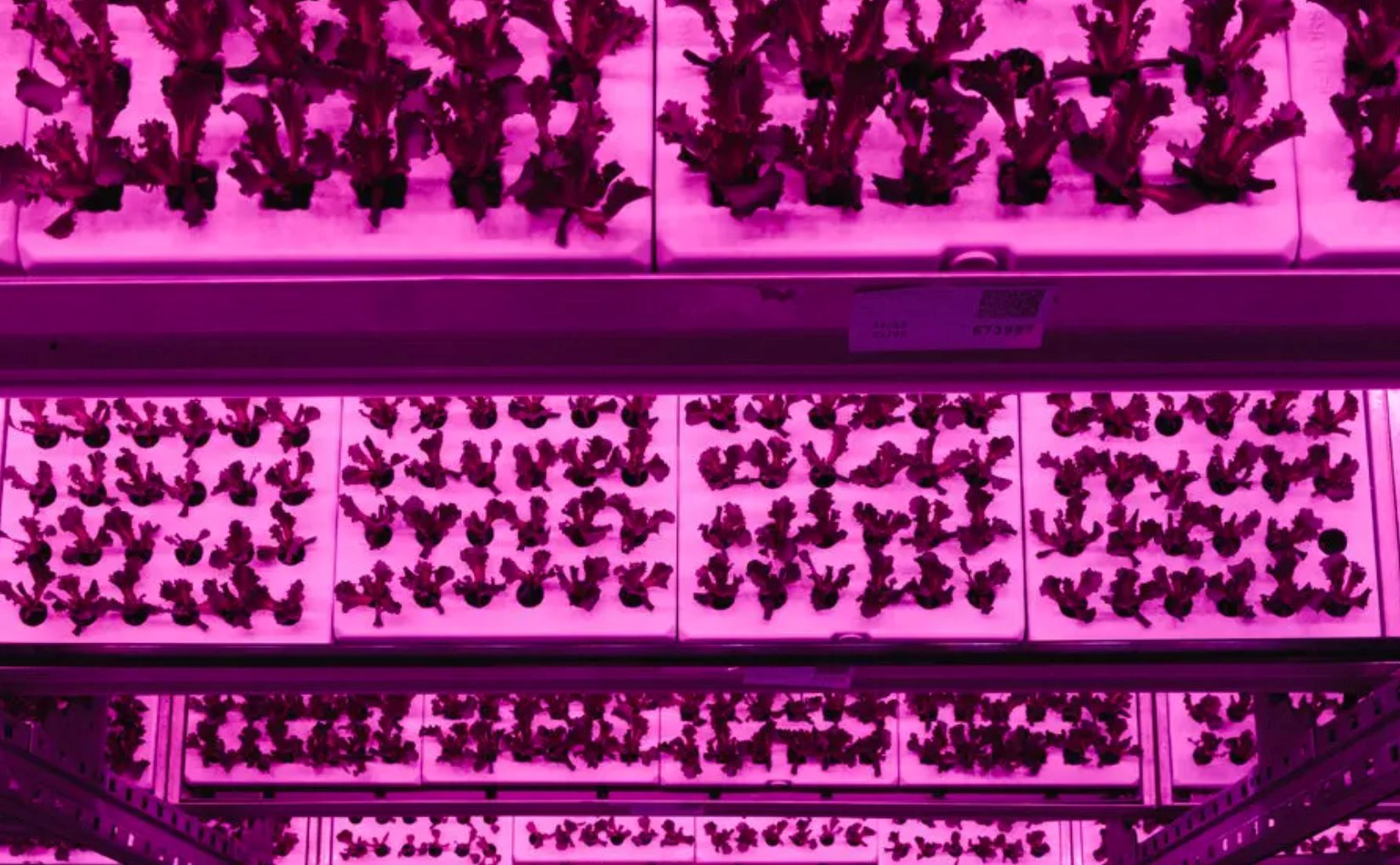 Cú rơi của những 'kỳ lân xanh': Phá sản dù từng huy động hàng trăm triệu USD, số công ty sống sót chỉ còn phân nửa- Ảnh 3.