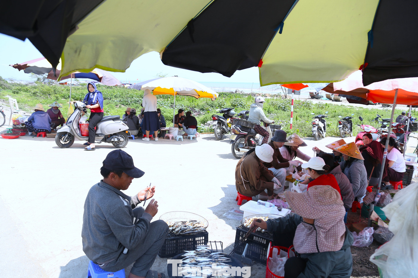 Du khách 'phát sốt' với cá trích nướng bãi biển- Ảnh 1.