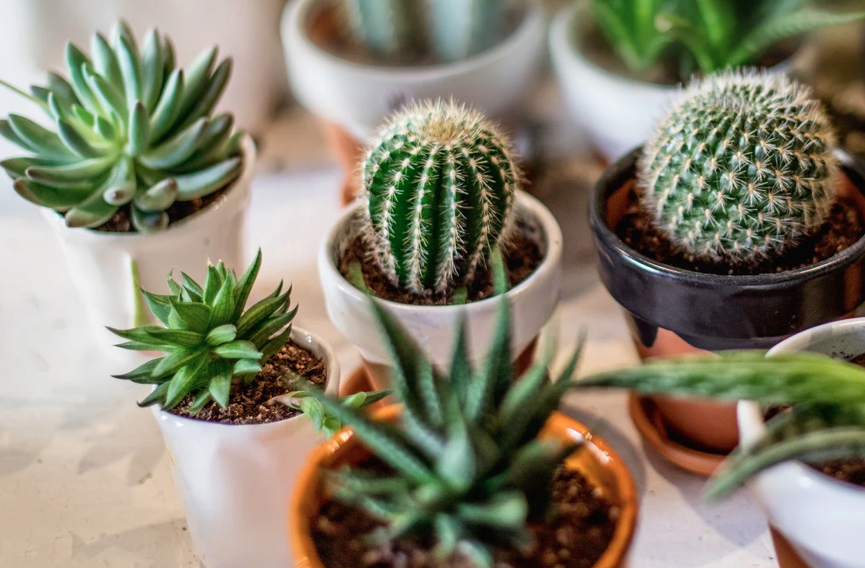 3 loại cây người trên 40 tuổi không nên trồng: Đừng để “rước họa vào nhà” - Ảnh 3.