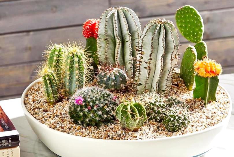 3 loài cây quen thuộc dễ trồng nhưng ông bà tuyệt đối cấm để phòng khách: Khôn ngoan thì luôn ghi nhớ- Ảnh 1.