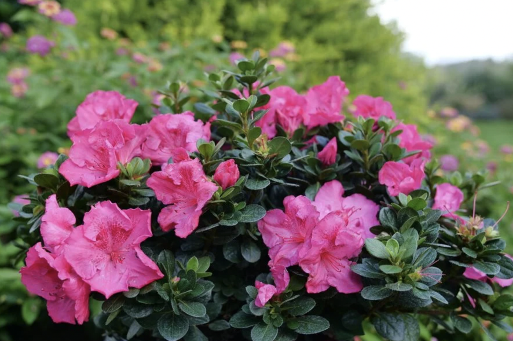 Loại cây nên trồng ngay bây giờ: Đẹp thanh lịch, ấn tượng "suốt đời"- Ảnh 1.