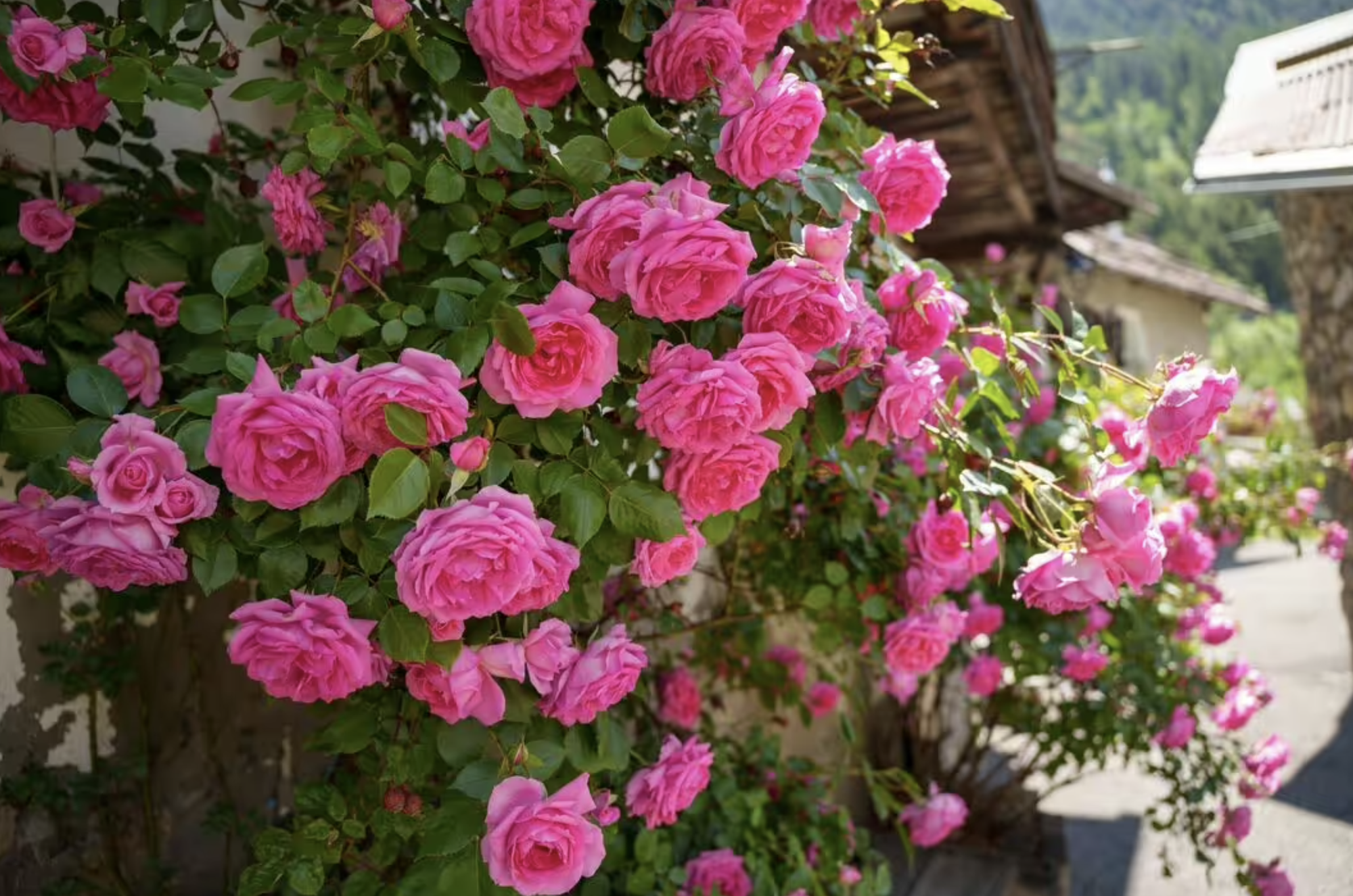 Loại cây nên trồng ngay bây giờ: Đẹp thanh lịch, ấn tượng "suốt đời"- Ảnh 2.