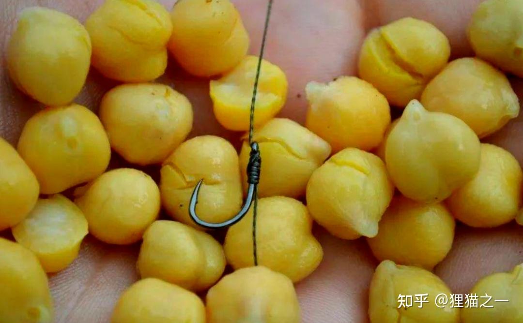 Cá chưa bao giờ lên bờ, làm sao chúng biết hạt ngô có thể ăn được? - Ảnh 1.