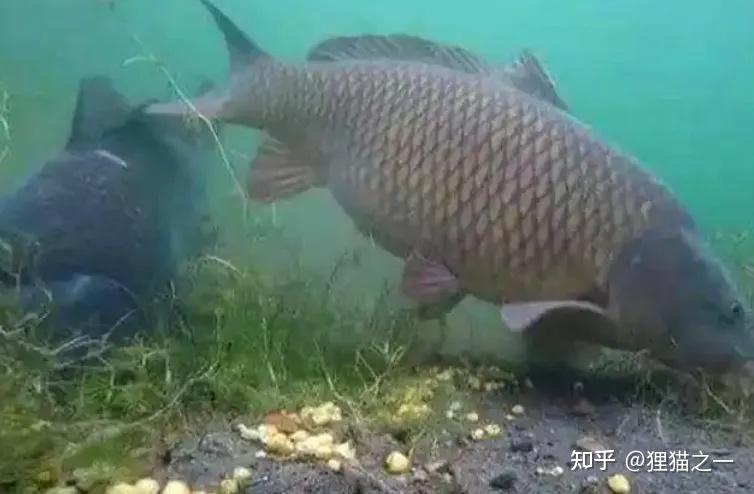 Cá chưa bao giờ lên bờ, làm sao chúng biết hạt ngô có thể ăn được? - Ảnh 5.