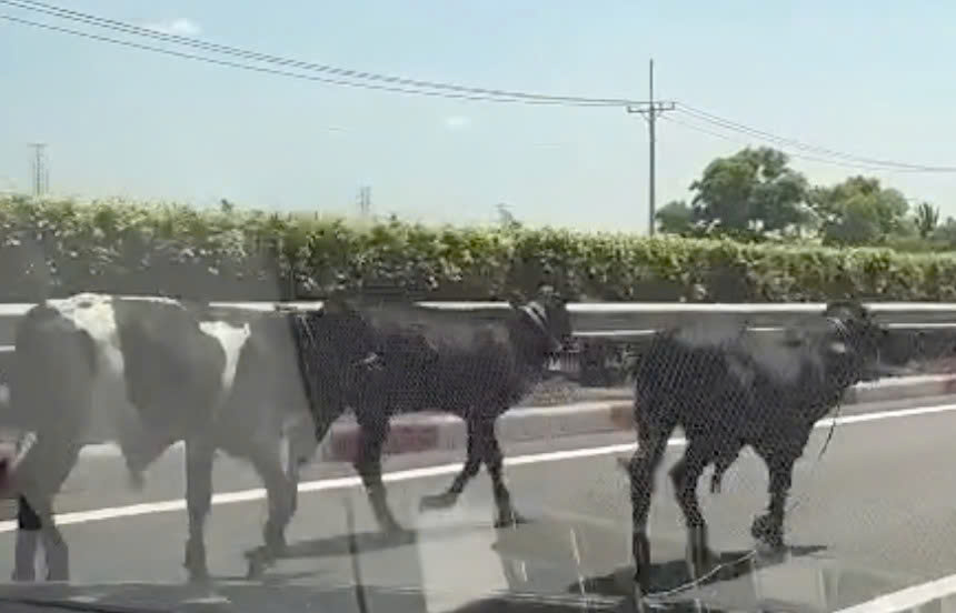 4 Con bò đi lạc vào cao tốc TPHCM - Long Thành gây xôn xao - Ảnh 1.