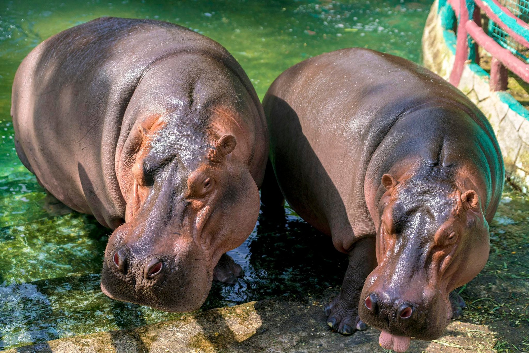 Khu du lịch Đại Nam của vợ chồng bà Nguyễn Phương Hằng từng gây chú ý với công trình quy tụ 800 cá thể quý hiếm với mô hình "mở" đầu tiên ở Việt Nam - Ảnh 2.