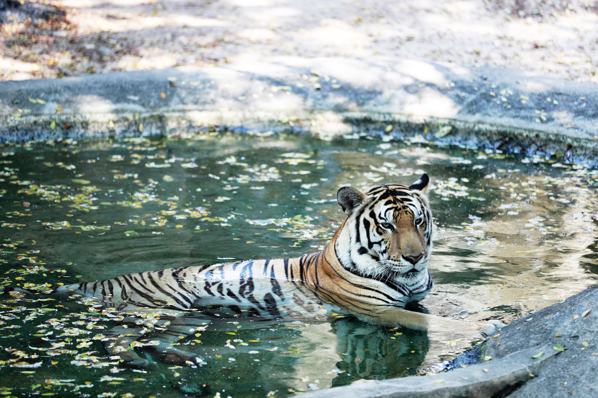 Khu du lịch Đại Nam của vợ chồng bà Nguyễn Phương Hằng từng gây chú ý với công trình quy tụ 800 cá thể quý hiếm với mô hình "mở" đầu tiên ở Việt Nam - Ảnh 1.