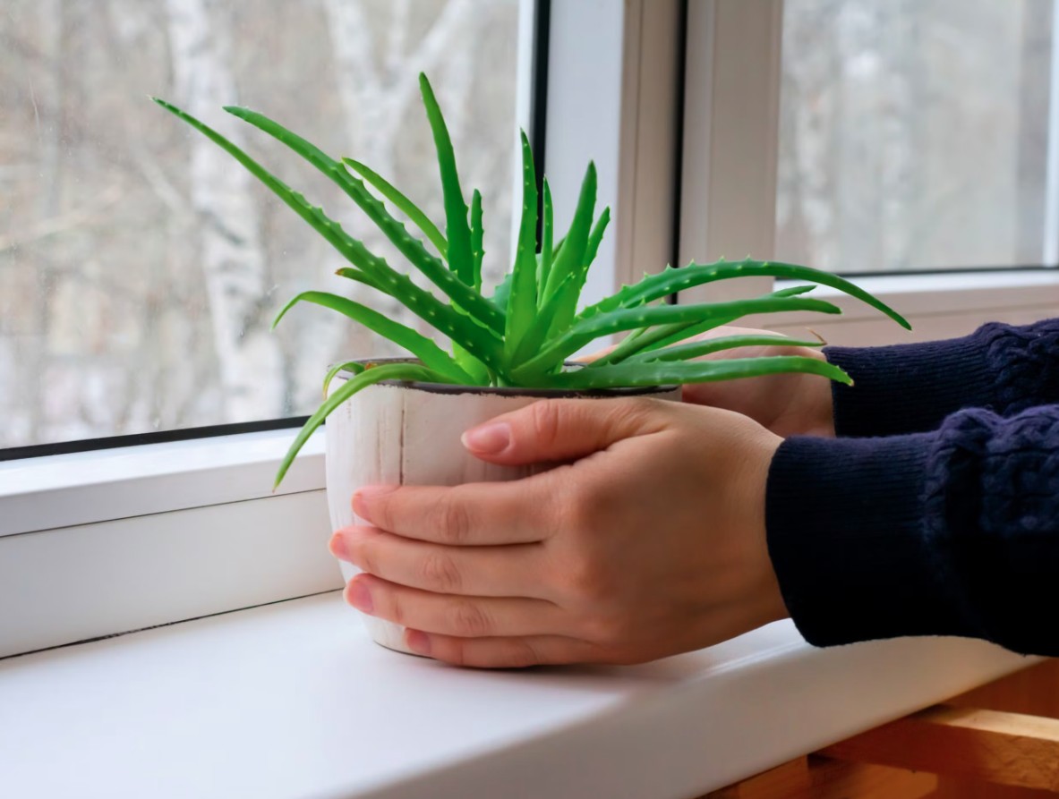 3 loại cây rất hợp với người U50: Biết trồng thì thể chất và tinh thần tốt lên trông thấy- Ảnh 1.