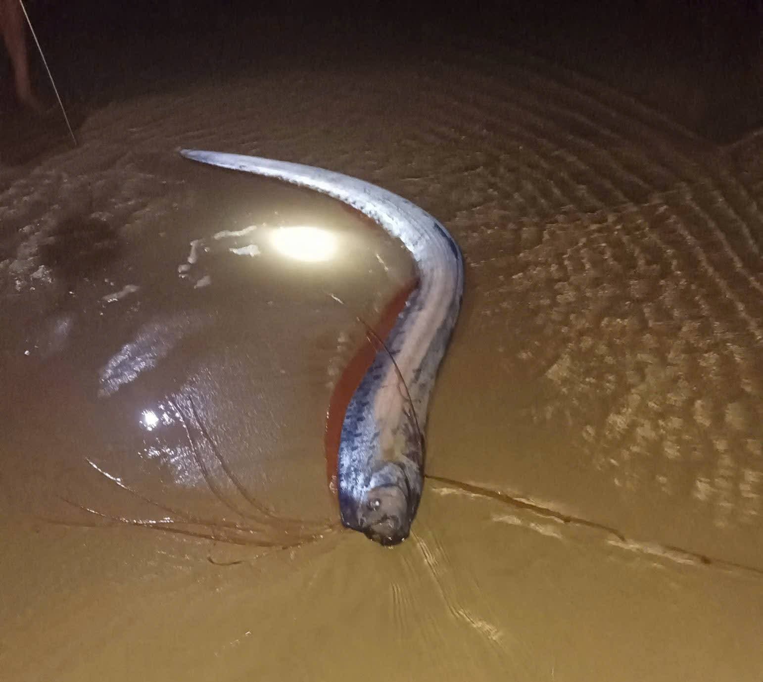 Hiện tượng hiếm: 4 cá mái chèo dạt bờ biển Lâm Đồng trong vài ngày - Ảnh 1.