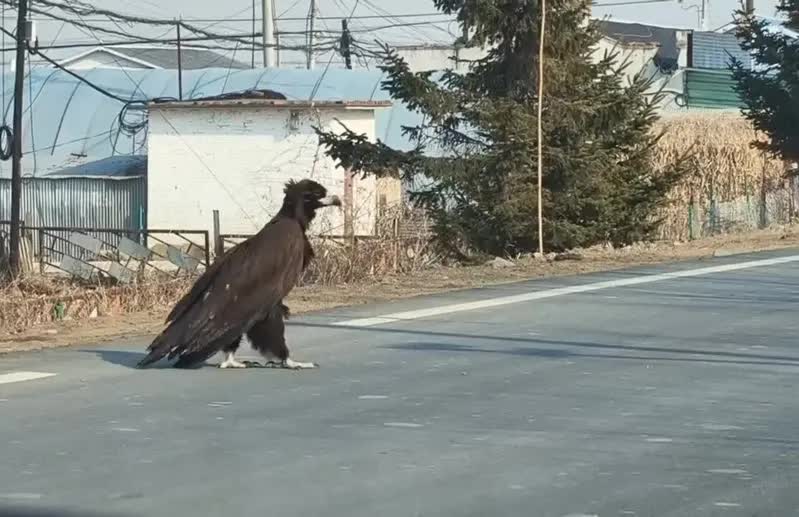 Thấy sinh vật cao gần 1 mét ngang nhiên băng qua đường, chuyên gia hé lộ đó là loài ít ai ngờ tới - Ảnh 1.