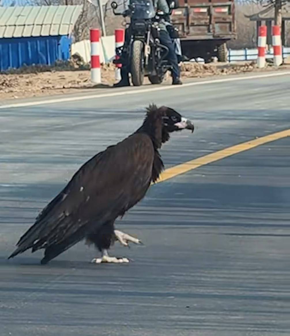 Thấy sinh vật cao gần 1 mét ngang nhiên băng qua đường, chuyên gia hé lộ đó là loài ít ai ngờ tới - Ảnh 3.