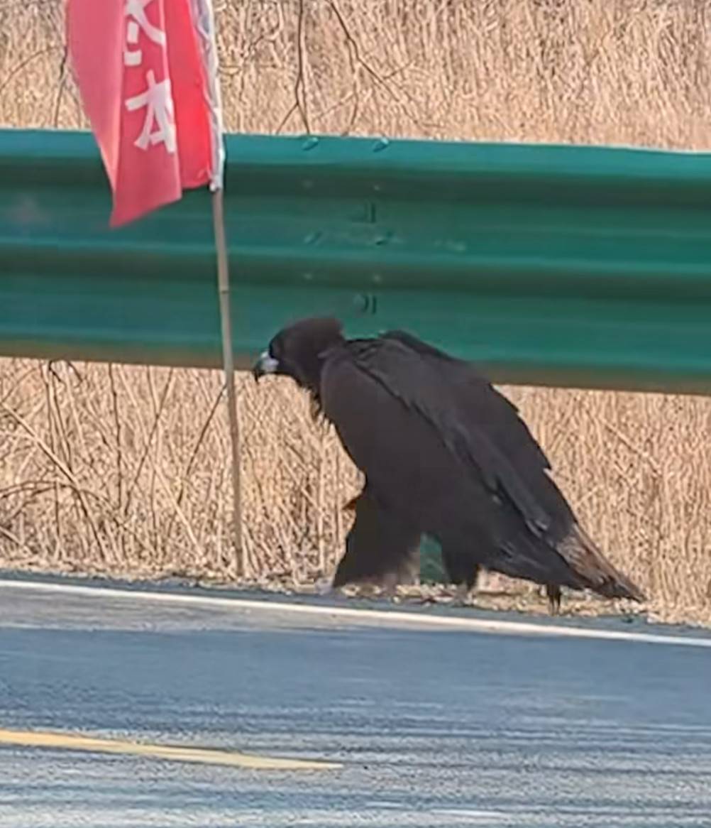 Thấy sinh vật cao gần 1 mét ngang nhiên băng qua đường, chuyên gia hé lộ đó là loài ít ai ngờ tới - Ảnh 4.