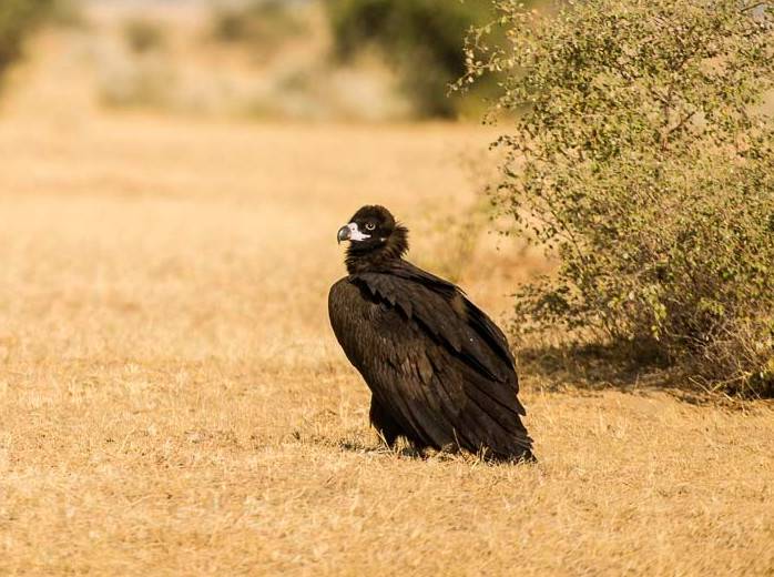Thấy sinh vật cao gần 1 mét ngang nhiên băng qua đường, chuyên gia hé lộ đó là loài ít ai ngờ tới - Ảnh 2.