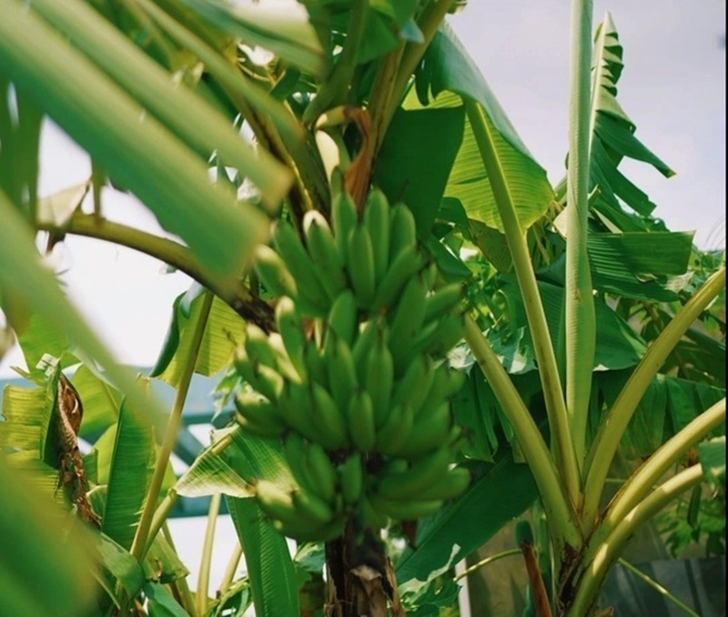 Cận cảnh khu vườn "trong mơ", được đầu tư hơn 3 tỷ đồng trên sân thượng tầng 30 tại Hưng Yên- Ảnh 4.