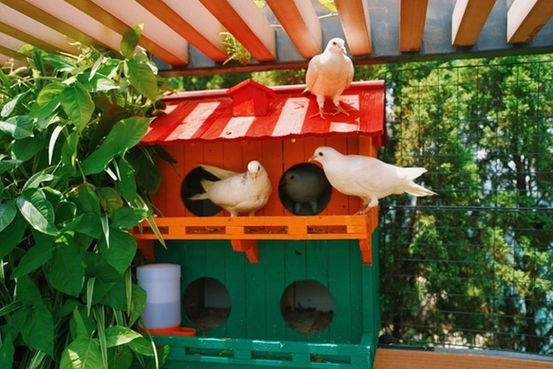 Cận cảnh khu vườn "trong mơ", được đầu tư hơn 3 tỷ đồng trên sân thượng tầng 30 tại Hưng Yên- Ảnh 9.