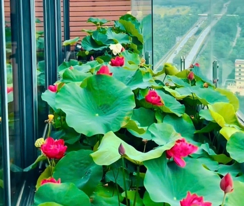 Cận cảnh khu vườn "trong mơ", được đầu tư hơn 3 tỷ đồng trên sân thượng tầng 30 tại Hưng Yên- Ảnh 7.