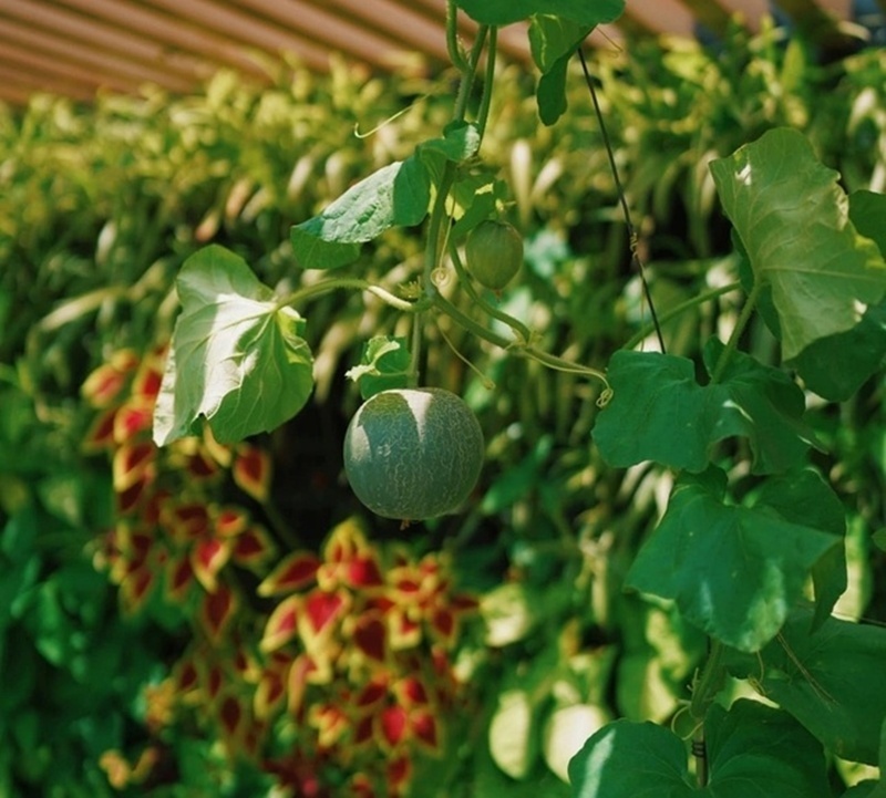 Cận cảnh khu vườn "trong mơ", được đầu tư hơn 3 tỷ đồng trên sân thượng tầng 30 tại Hưng Yên- Ảnh 6.