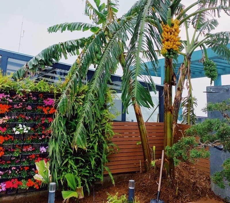 Cận cảnh khu vườn "trong mơ", được đầu tư hơn 3 tỷ đồng trên sân thượng tầng 30 tại Hưng Yên- Ảnh 5.