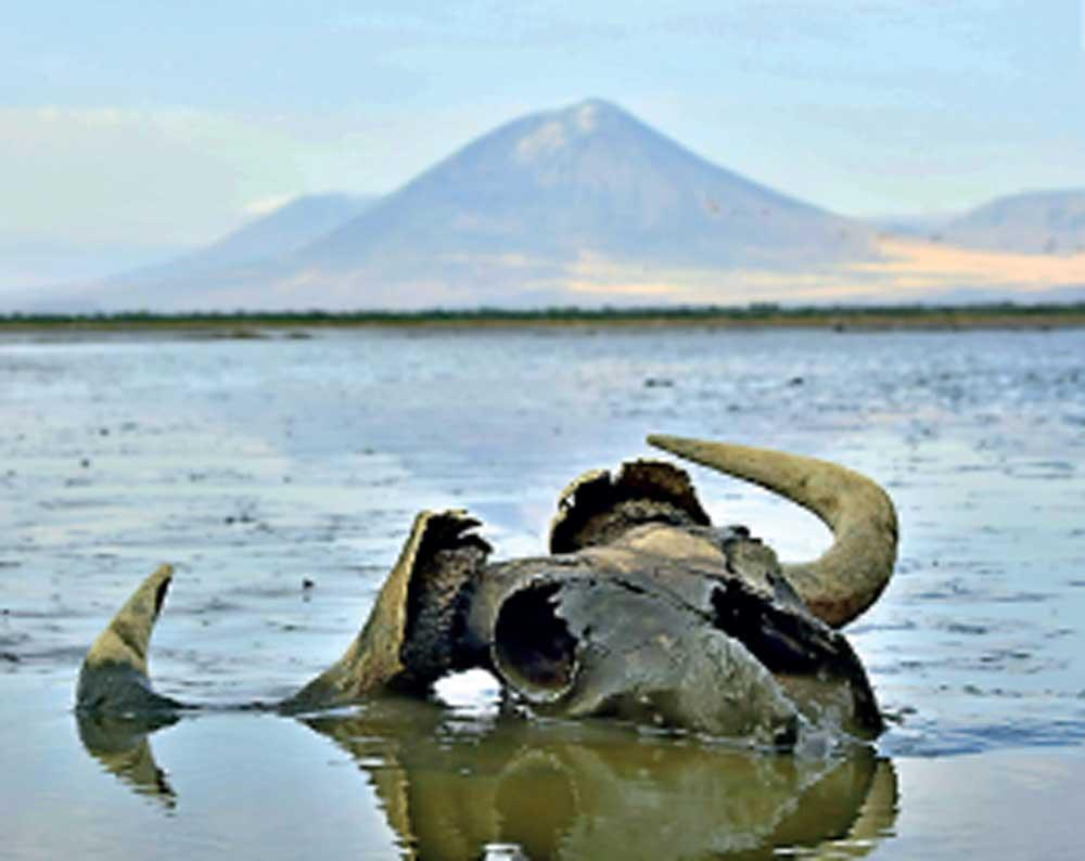 Bí ẩn hồ nước biến mọi sinh vật thành tượng đá ngay khi chạm vào- Ảnh 1.