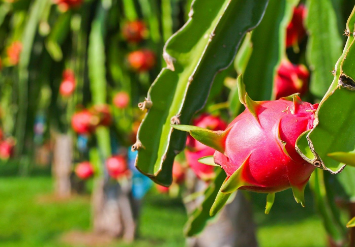 Tần suất kiểm tra EU với thanh long Việt Nam: Bộ Nông nghiệp làm rõ - Ảnh 1.