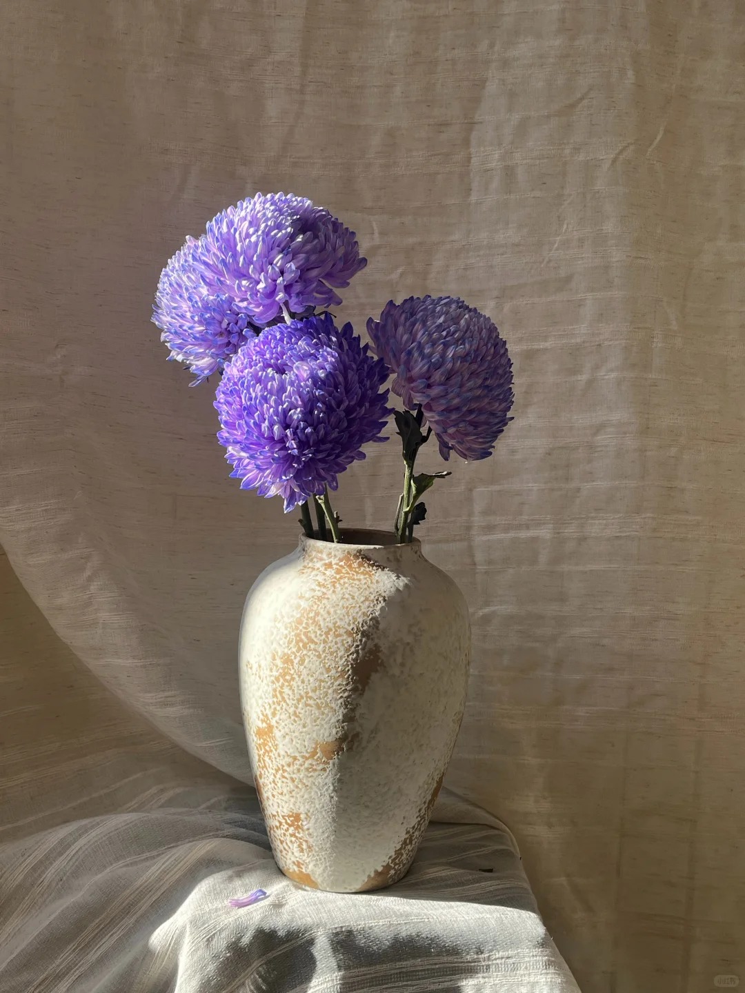 Say đắm cúc mẫu đơn tím nhưng sợ cắm lên bị già? Đừng vội mua nếu chưa biết bí mật về "mùa hoa đẹp nhất" này!- Ảnh 2.