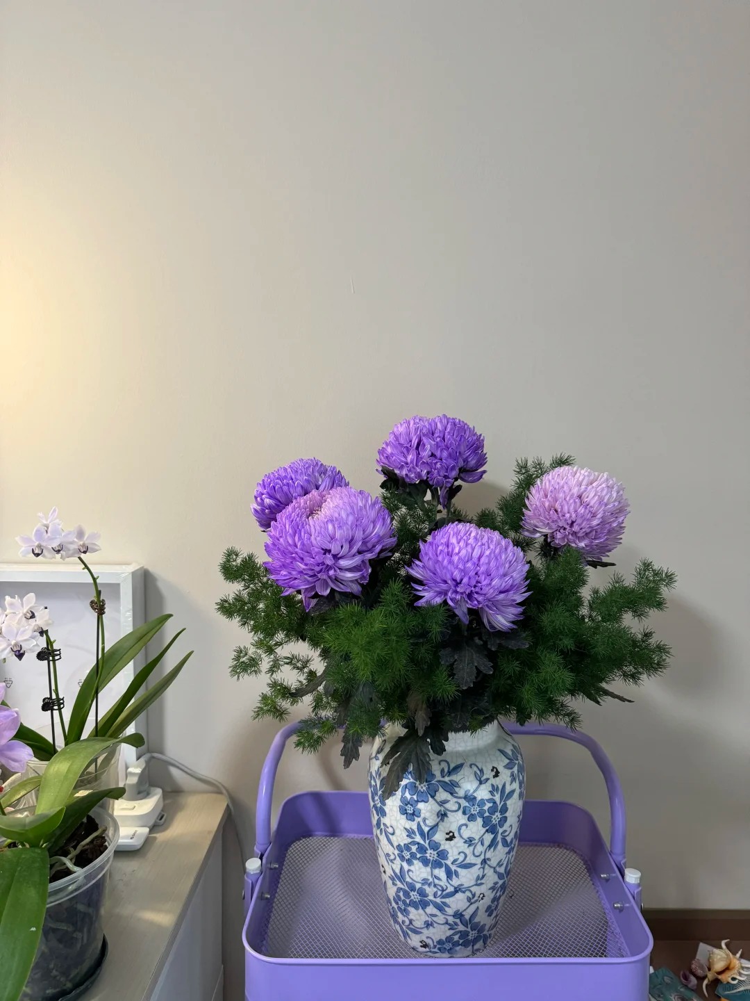 Say đắm cúc mẫu đơn tím nhưng sợ cắm lên bị già? Đừng vội mua nếu chưa biết bí mật về "mùa hoa đẹp nhất" này!- Ảnh 3.