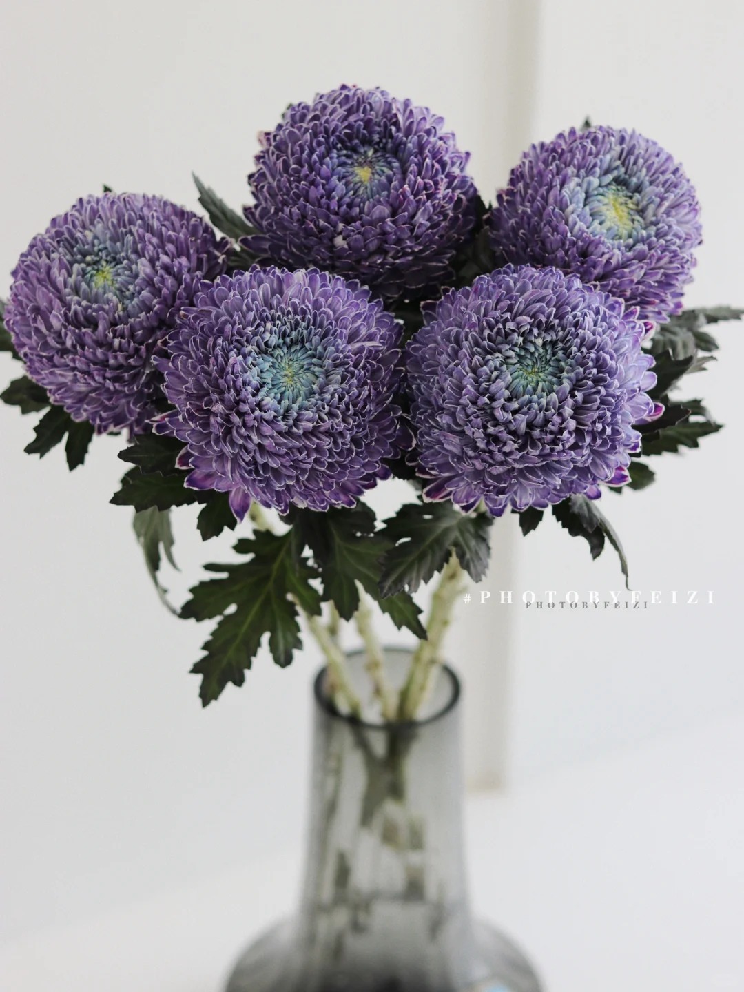 Say đắm cúc mẫu đơn tím nhưng sợ cắm lên bị già? Đừng vội mua nếu chưa biết bí mật về "mùa hoa đẹp nhất" này!- Ảnh 4.