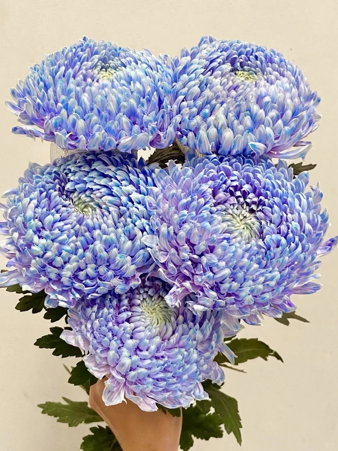 Say đắm cúc mẫu đơn tím nhưng sợ cắm lên bị già? Đừng vội mua nếu chưa biết bí mật về "mùa hoa đẹp nhất" này!- Ảnh 14.