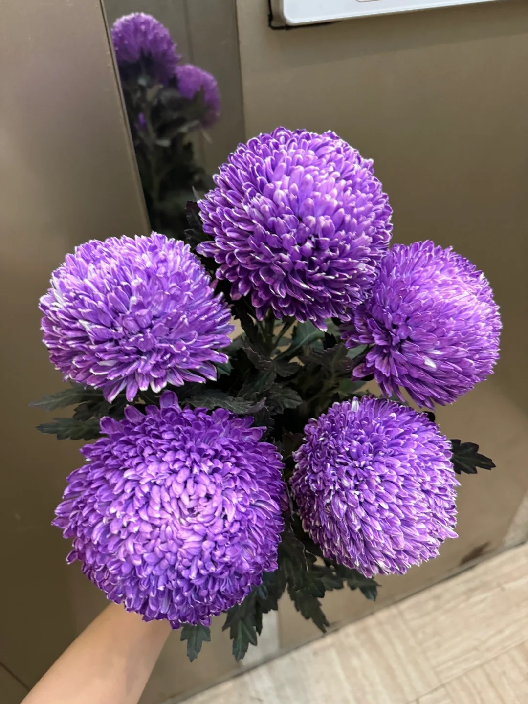 Say đắm cúc mẫu đơn tím nhưng sợ cắm lên bị già? Đừng vội mua nếu chưa biết bí mật về "mùa hoa đẹp nhất" này!- Ảnh 19.